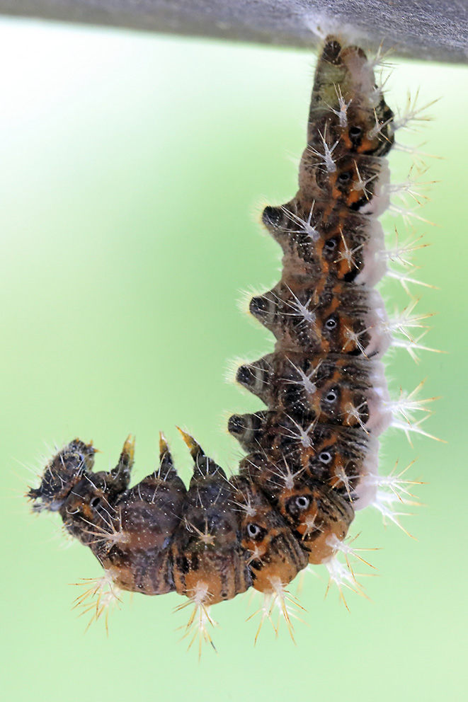 Bruco da determinare